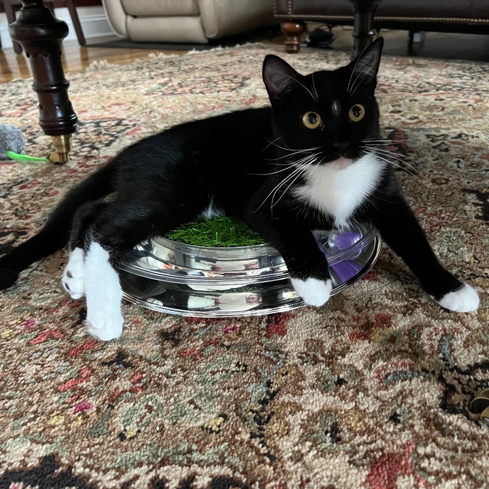 Meet your Posher, Bon